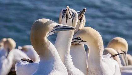 西甲官方：佩德里战莱万特轰出的世界波当选联赛8月最佳进球